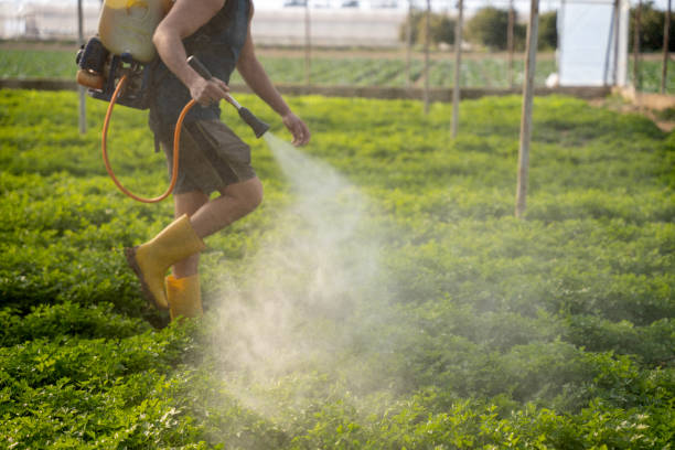 Insect Control in Winslow, AZ