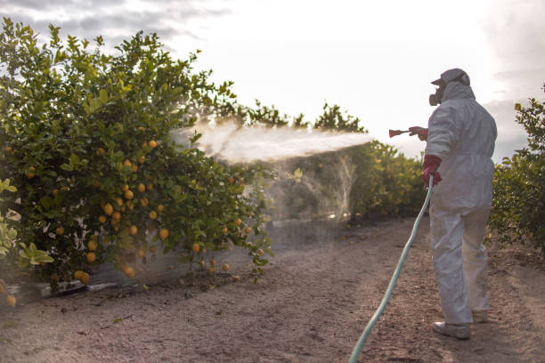 Spider Control Near Me in Winslow, AZ