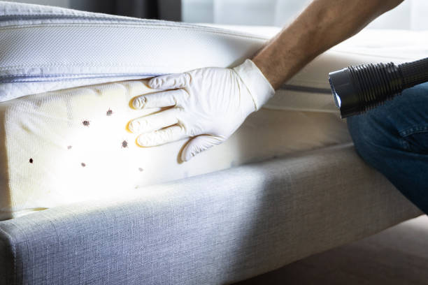 Best Affordable Pest Control Services  in Winslow, AZ
