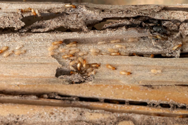 Best Best Pest Control Companies  in Winslow, AZ