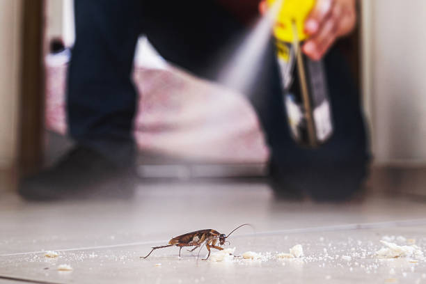 Best Insect Control  in Winslow, AZ