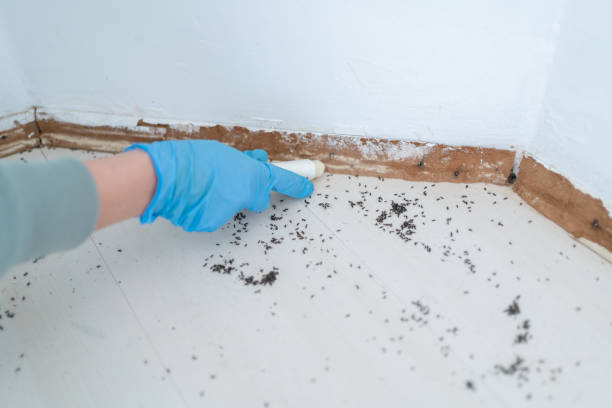 Best Local Pest Control Services  in Winslow, AZ